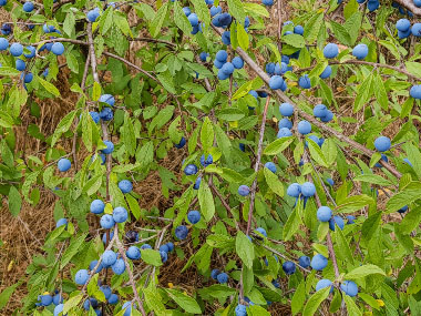 sloe berries