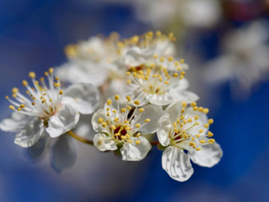 sloe flowers