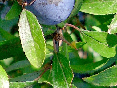 sloe leaves