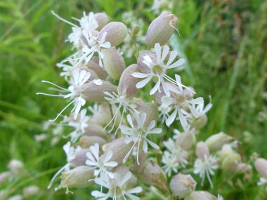 bladder campion flowers