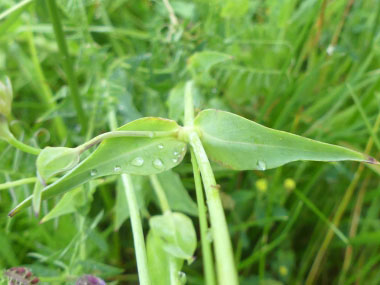 bladder campion leaves