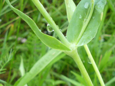 bladder campion stem