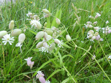 silene vulgaris flowers