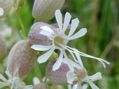 silene vulgaris