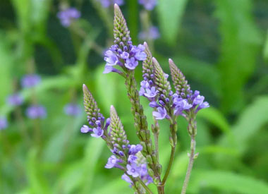 blue vervain flowerheads