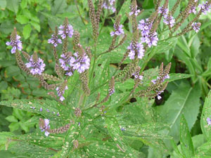 blue vervain flowers