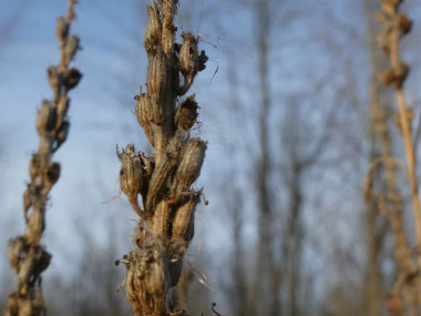 blue vervain in winter