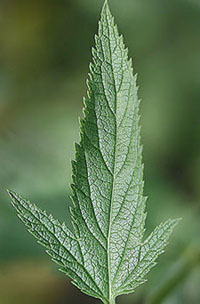 blue vervain leaf