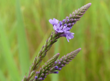 blue vervain partial flowers