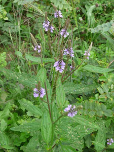 blue vervain plant