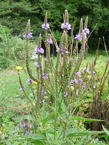 blue vervain