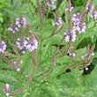 Blue Vervain