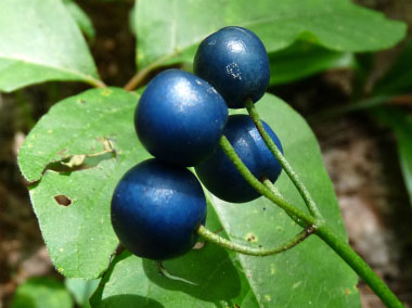 blue bead berries