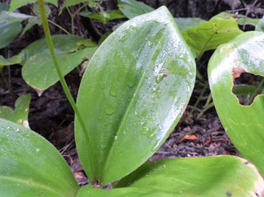 blue bead leaf