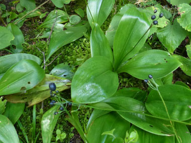 blue bead plants