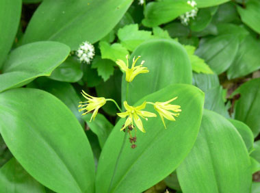 bluebead flowers