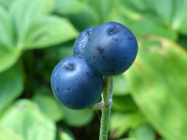 clintonia borealis berries