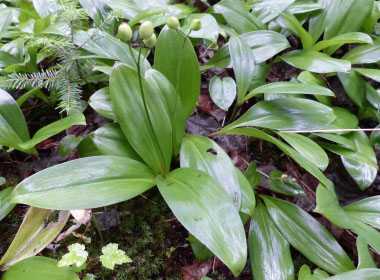 clintonia borealis plants