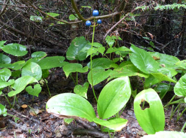 clintonia borealis