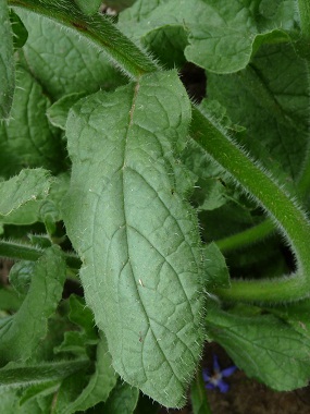 borage leaf