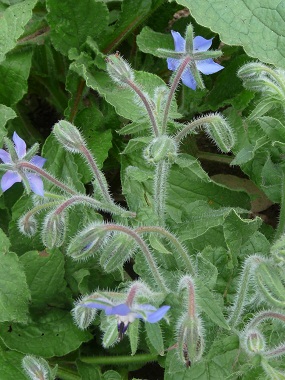 borage stems