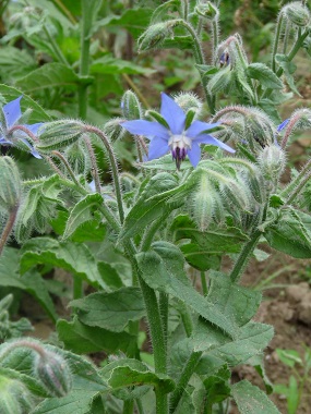 borage