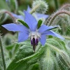 Borage