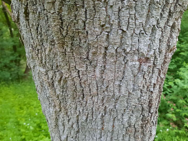 box elder bark