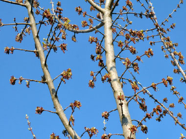 boxelder blooms