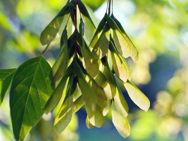 boxelder samaras
