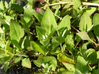 bracted orache leaves