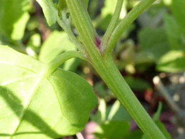 bracted orache petiole