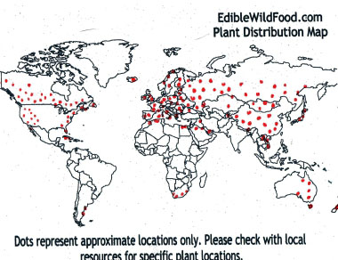 broadleaf plantain distribution map