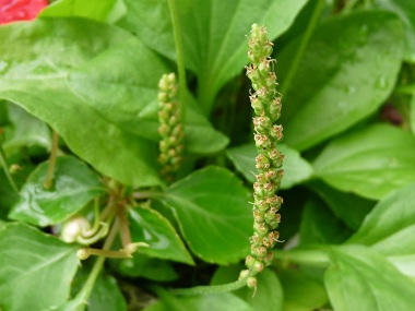 broadleaf plantain image