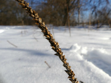 broadleaf plantain in winter