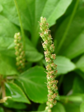 Image of Broadleaf plantain flowers