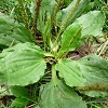 Broadleaf Plantain