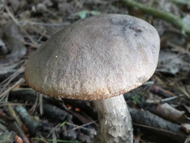 brown birch bolete cap