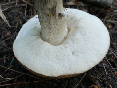 brown birch bolete pores