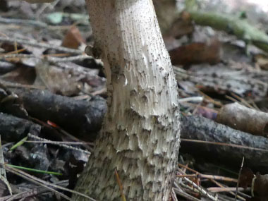 brown birch bolete stem