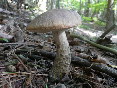 brown birch bolete