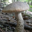 Brown Birch Bolete