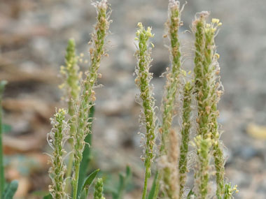 buckshorn plantain flowers