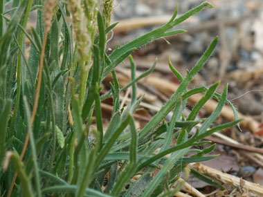 buckshorn plantain leaves