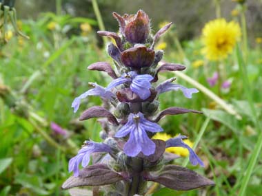 bugleweed flower