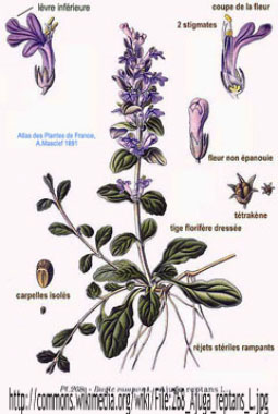 bugleweed labelled image