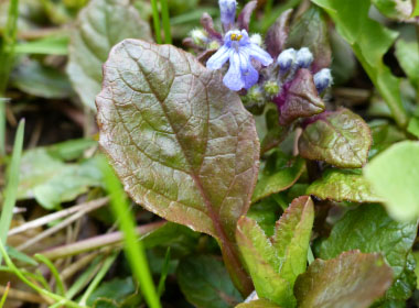 bugleweed leaf 2