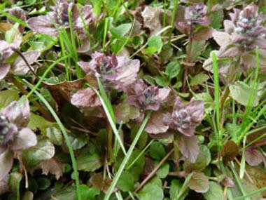 bugleweed leaves