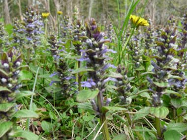 bugleweed plant