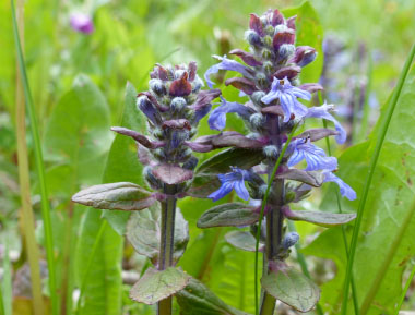 bugleweed sideview